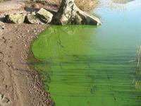 Loweswater algae